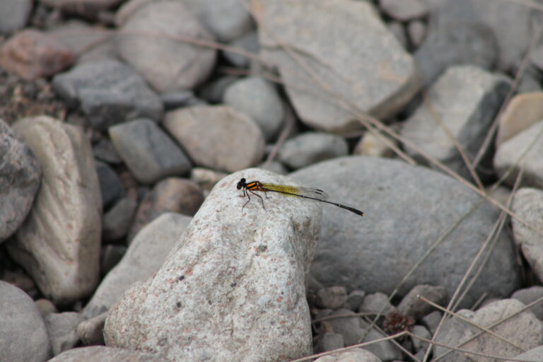 Dragonfly, Severn River, NSW.