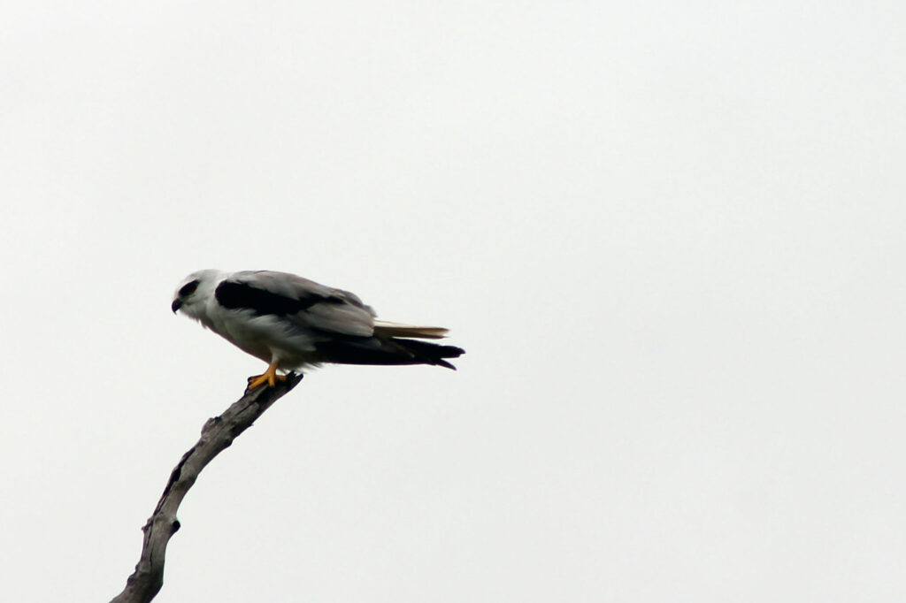 Black Shouldered Kite 