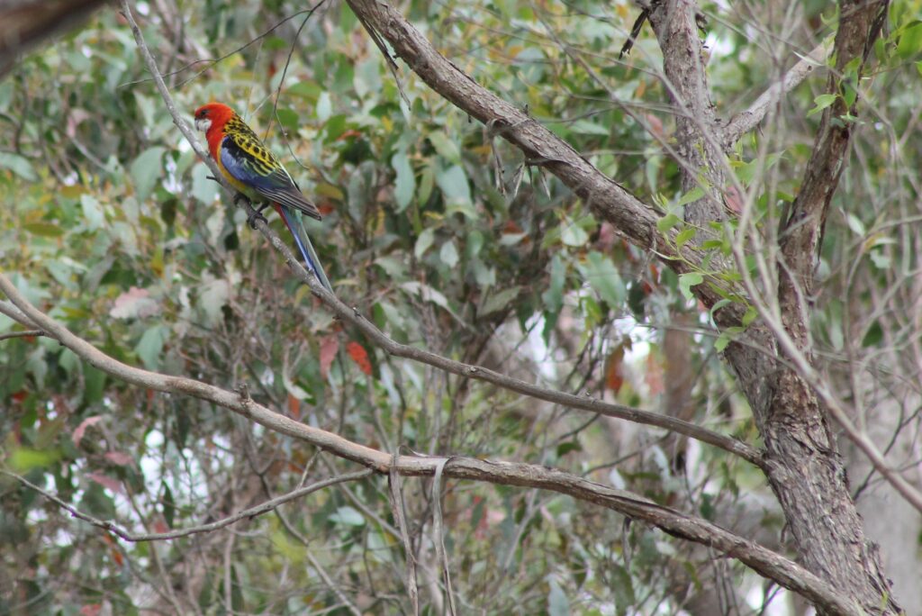 Eastern Rosella near its nest site at Jindalee.