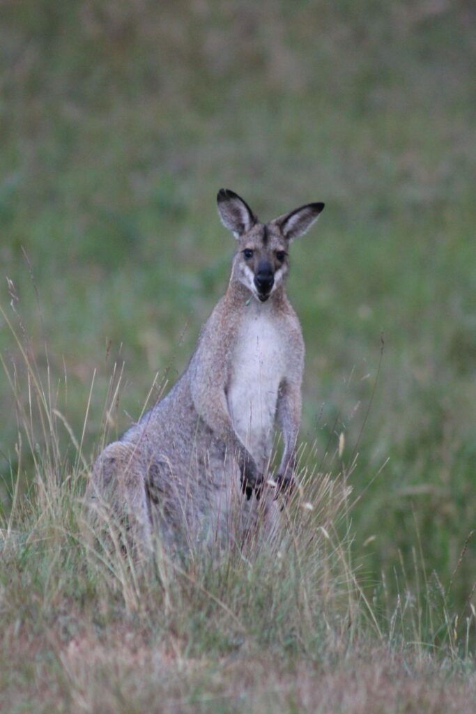 Eastern Grey Kangaroo - out feeding at dusk.