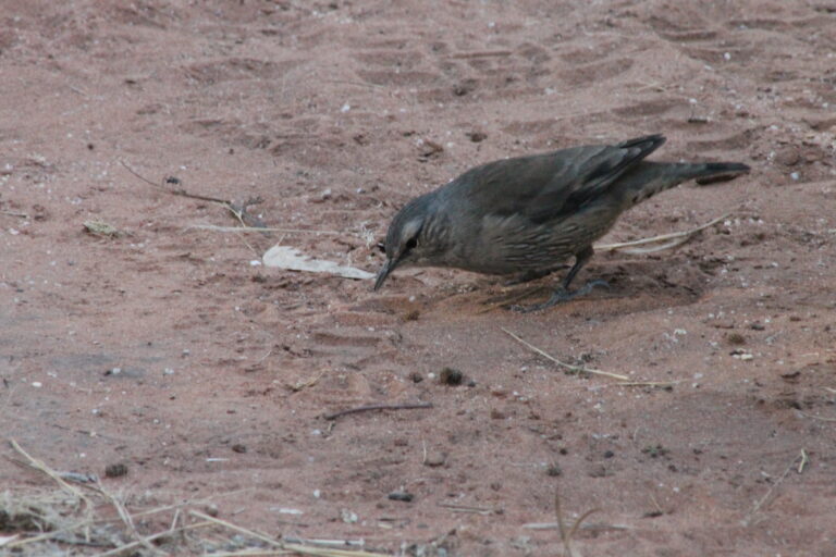 Small bird in camp site.