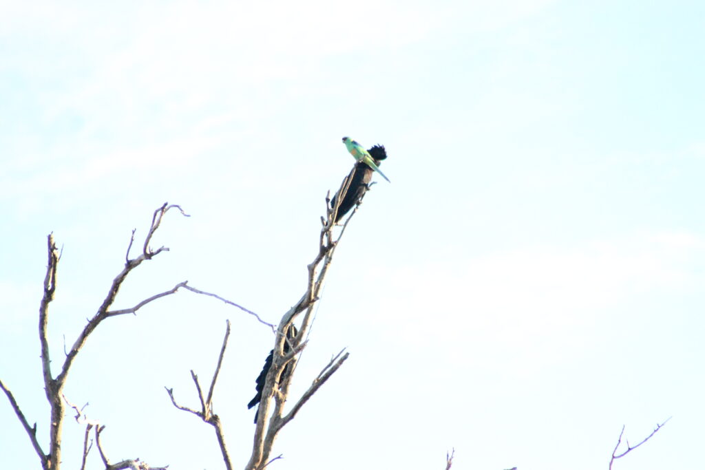 Parrots at Rose Isle.